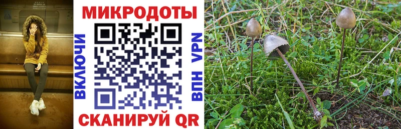 Галлюциногенные грибы Psilocybine cubensis  купить наркотики цена  Курлово 